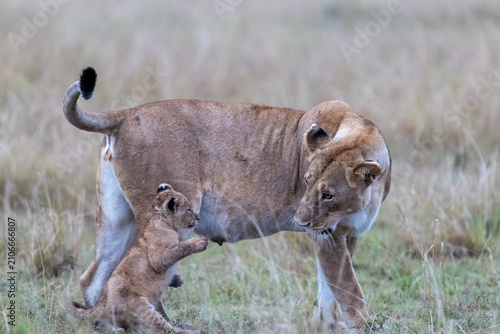 Canvas Print A lion cub reaches up toward a lioness as she walks