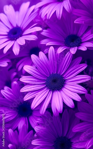 Vibrant purple daisies fill the frame with bold, saturated hues
