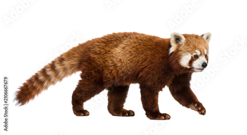 Cuadro en lienzo Red panda walking gracefully on a white background, showcasing its bushy tail