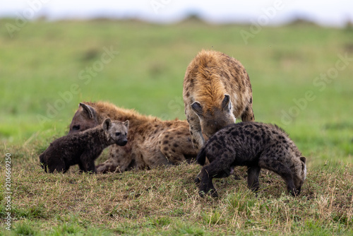 Photography A spotted hyena tends to its cubs on the grassland