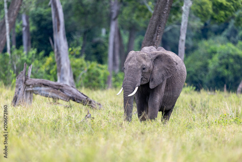 фотографія An african elephant walks along the edge of woodland grassland