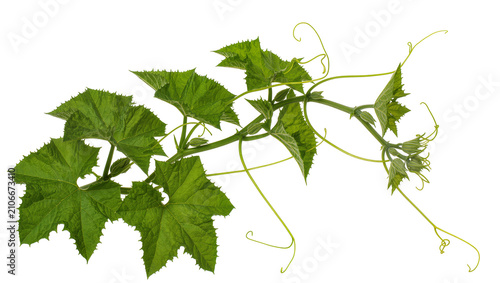 Obraz na płótnie Isolated fresh green cucurbit plant vine with textured leaves, curly tendrils, a