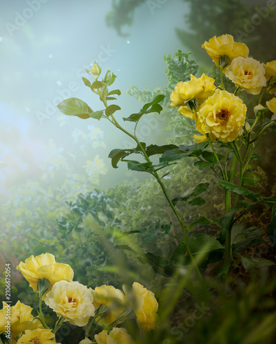 Fantasy garden with yellow rose flowers in magical blooming misty fairy tale forest, fairytale floral foggy artistic vertical background design, beautiful tranquil landscape scene, dreamy atmosphere.
