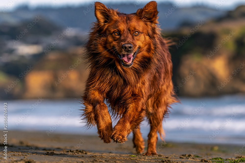 Fototapeta premium Golden Retriever Joyfully Sprinting Across Sun-Drenched Meadow, Tail Wagging and Ears Flapping, Radiating Happiness and Energy