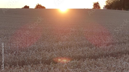 Wheat field in summer in germany in a sunset