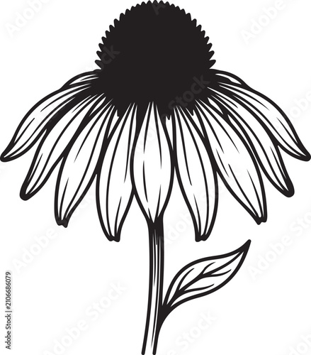 Echinacea Purple Coneflower Line Art Vector Illustration