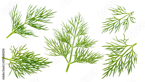 Foto Isolated collection of fragrant fresh green dill herb sprigs for healthy cooking