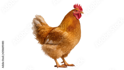 Isolated vibrant brown chicken standing alert and proud, domestic farm poultry bird.