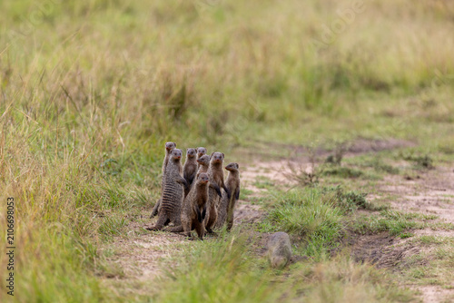 Canvas Print A tight group of banded mongooses stands alert on a bare track