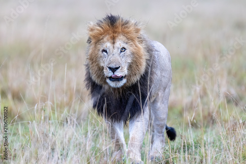 Photography A maned male lion walks toward the camera through grassland