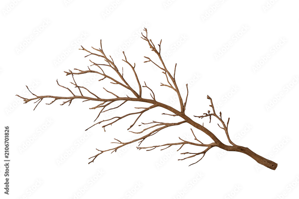 Fototapeta premium Dry tree branch with twigs, falling leaves, autumn, bare stem, winter season, brown wood detail on transparent background