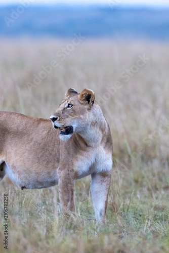 Photography A lioness stands alert on the open savanna at dawn gazing