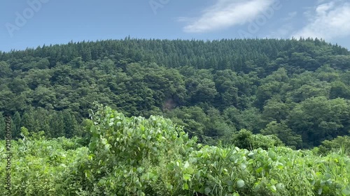 Mountain forest and sky