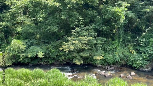 A stream in the forest