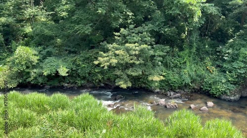 A stream in the forest