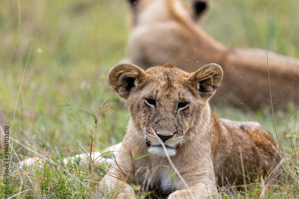 Obraz premium A lion cub lies alert in the grass with a pride member resting behind. Masai Mara National Reserve Kenya.