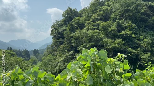 Mountain forest and sky