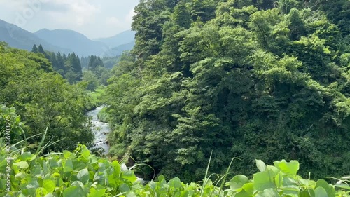A stream in the forest