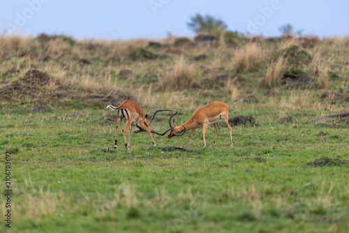 Fotografie Two male impala clash horns in a sparring bout on the open grassland