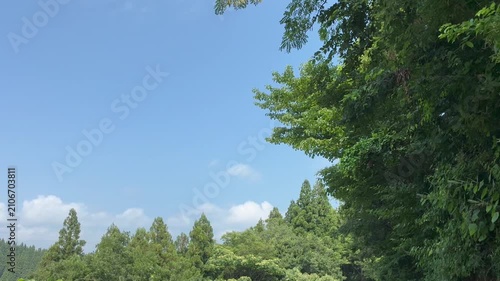 Mountain forest and sky