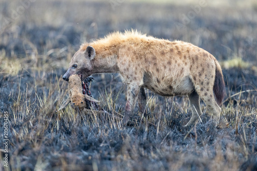 Canvastavla A spotted hyena carries a scrap of carcass in its jaws across burnt