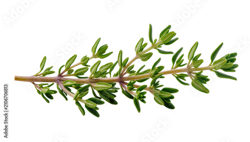 Cuadro en lienzo Isolated fresh green thyme sprig for culinary seasoning and aromatic cooking ing