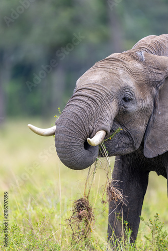 Cuadro en lienzo A close-up of an African elephant feeding on a trunkful of grass tusks