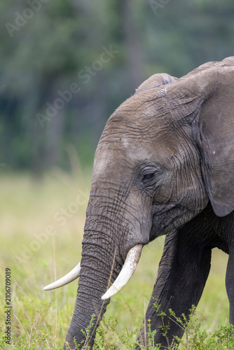 Cuadro en lienzo A close-up of an African elephant's head and tusks as it feeds