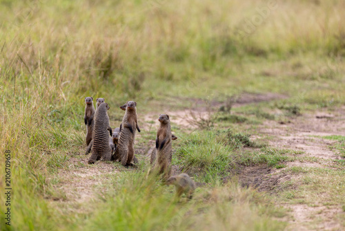 Canvas Print A group of banded mongooses stands alert on a dirt track