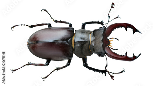 Fotografía Isolated impressive dark brown male stag beetle with powerful pincer-like jaws, large insect specimen details