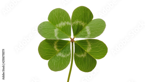 Fotografie Isolated four-leaf clover, a symbol of good luck and good fortune, natural plant