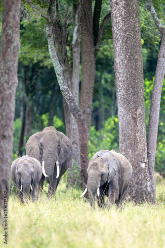Canvas Print Three African elephants move through tall grass among the trees