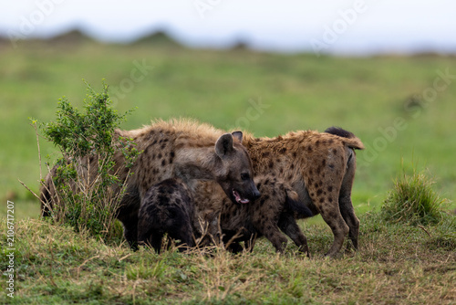 Canvas Print Spotted hyenas gather with young pups at a den in the green grassland