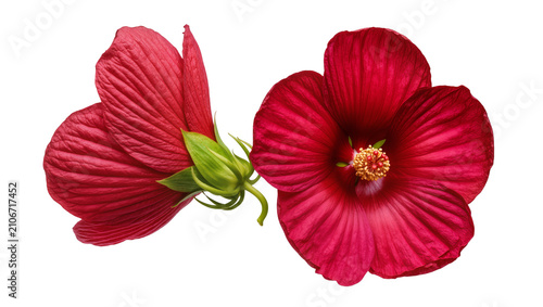 Cuadro en lienzo Isolated vibrant red hibiscus flowers, a fully open blossom and a green bud side