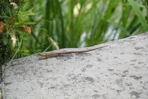 自然　石　爬虫類　 reptile