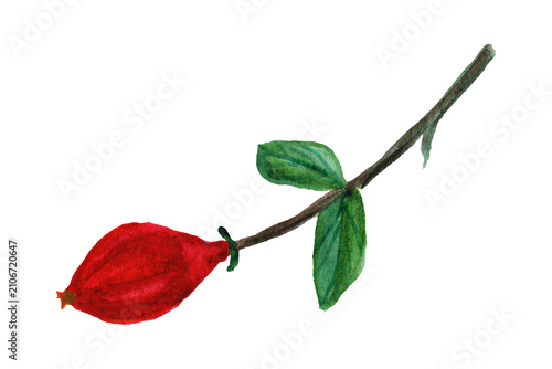 Принти на полотні Pomegranate branch on a white background