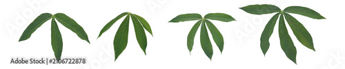Fresh green cassava leaves (Manihot esculenta) isolated on a white background.