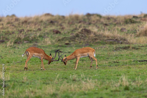Cuadro en lienzo Two male impalas lock horns as they spar on the green grassland