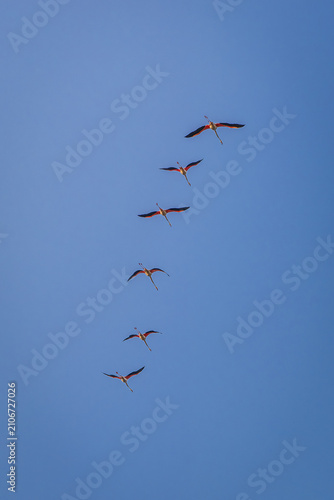 Foto flamingos am blauen himmel