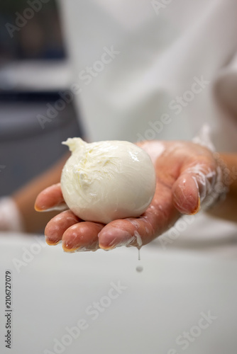Cheesemaker picking up fresh mozzarella dripping with whey in artisan dairy production