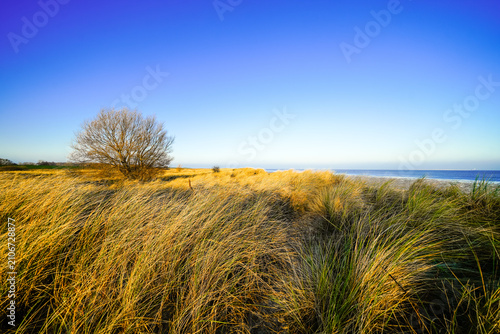 View of the landscape by the beach near Schillig. Coastal nature in North Frisia.
