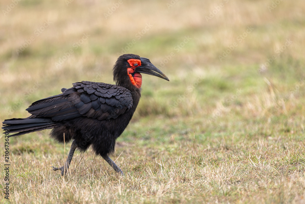 Fototapeta premium Southern ground hornbill walks across dry grassland its scarlet face. Masai Mara National Reserve Kenya.