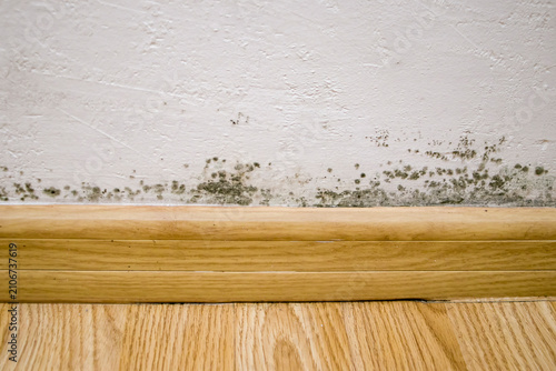 Картината върху платно Mold on the wall