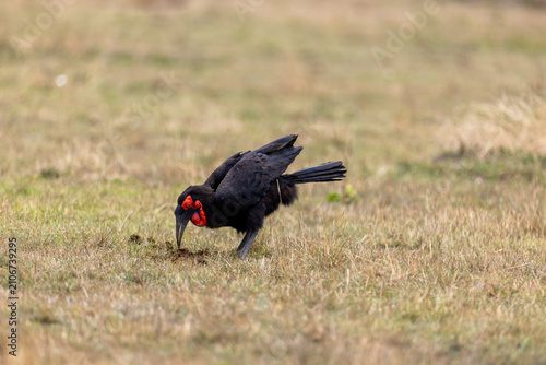 Фотография A southern ground hornbill lowers its head to forage in short grass