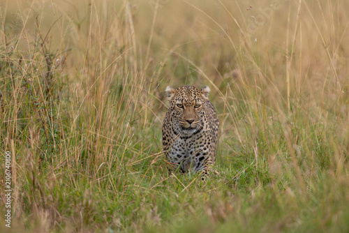 Canvas Print Leopard crouched low in tall grass staring directly at the camera