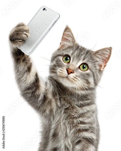 Gray tabby kitten holding smartphone in raised paw like selfie pose isolated on transparent background