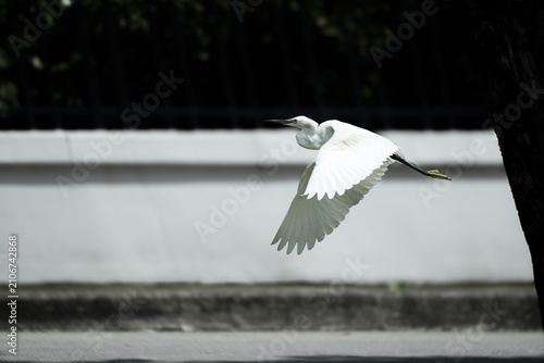 фотографія Side profile of elegant great egret bird spreading wings in mid-flight