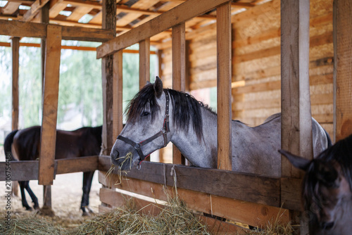 Grey horse standing behind wooden fence in stable