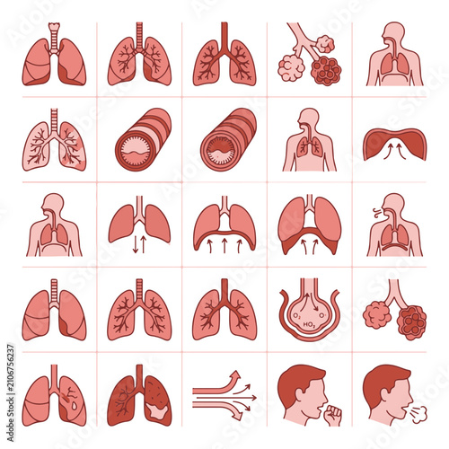 Canvastavla Respiratory System Anatomy Icons Set Lung Health Medical Science