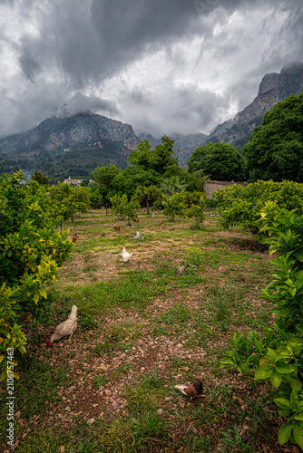 Canvas Print path in the mountains